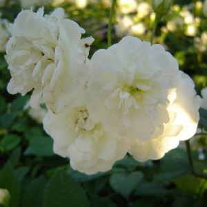 LITTLE WHITE PET (Patio Shrub)